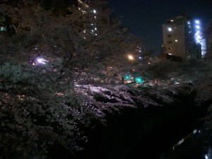 桜（神田川）1