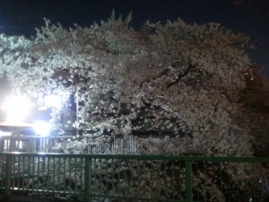 桜（神田川）2