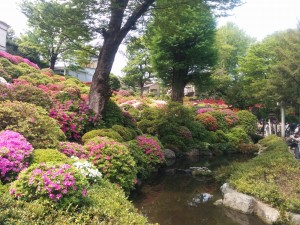 根津神社_ツツジ1