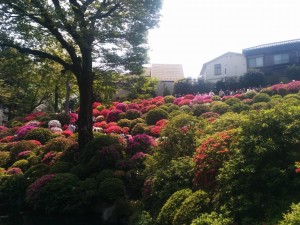 根津神社_ツツジ2